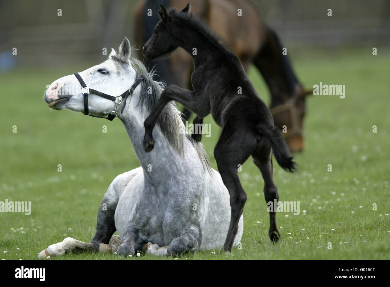 Deutsche Riding Pony Stockfoto