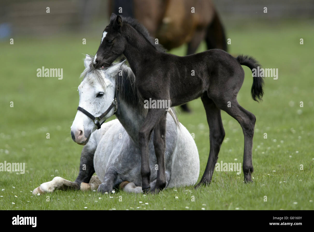 Deutsche Riding Pony Stockfoto