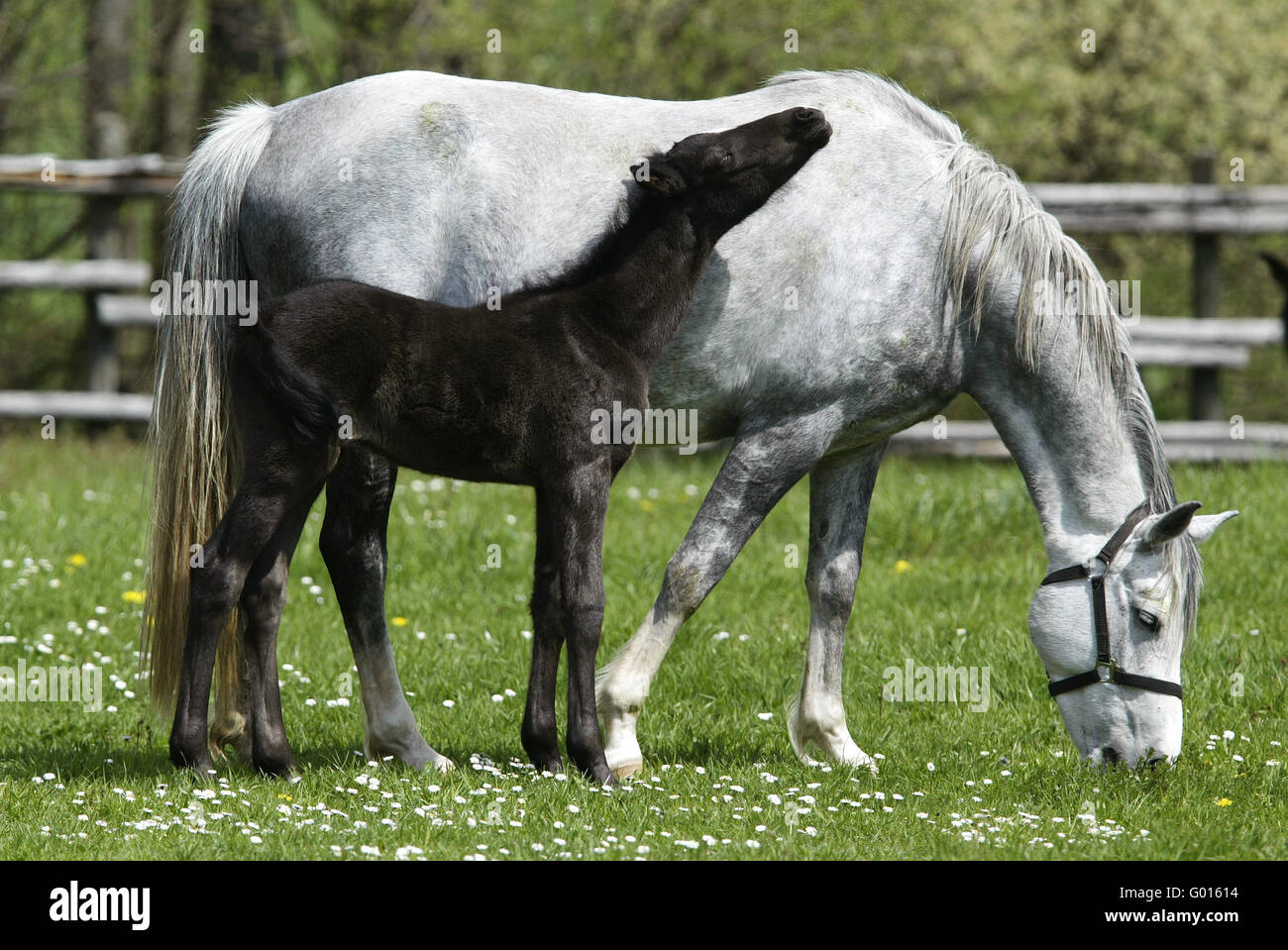 Deutsche Riding Pony Stockfoto