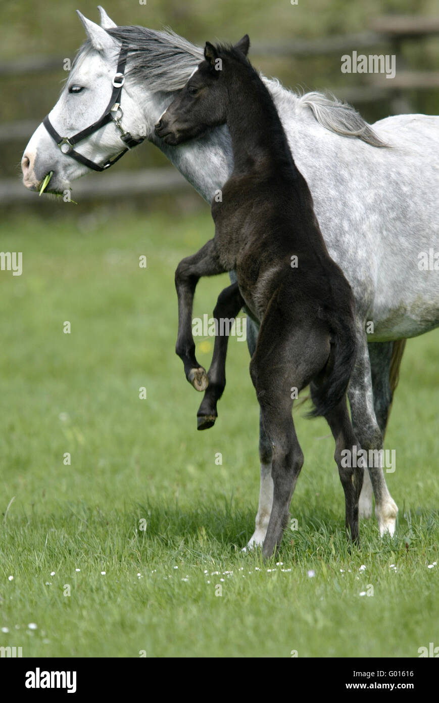 Deutsche Riding Pony Stockfoto
