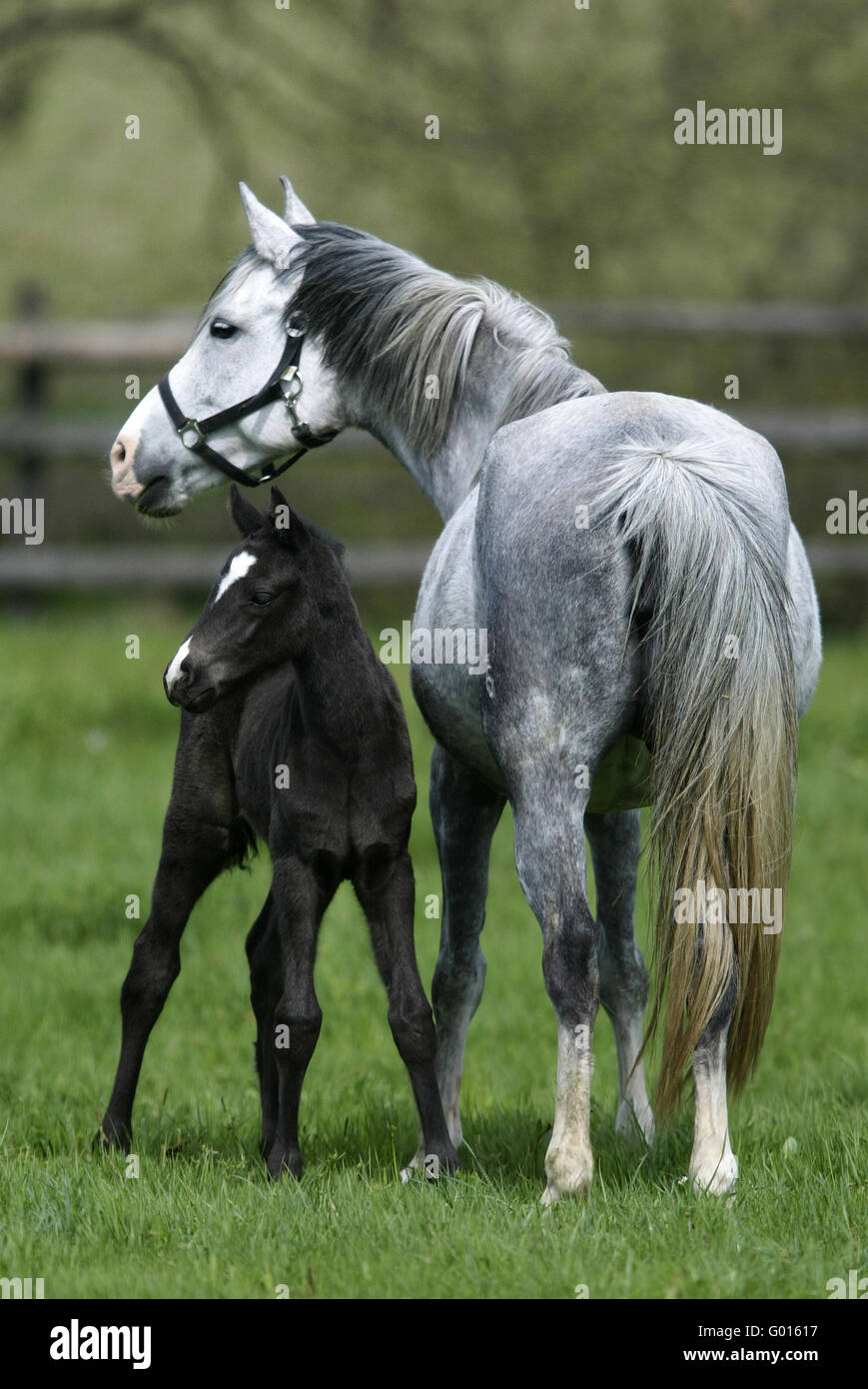 Deutsche Riding Pony Stockfoto
