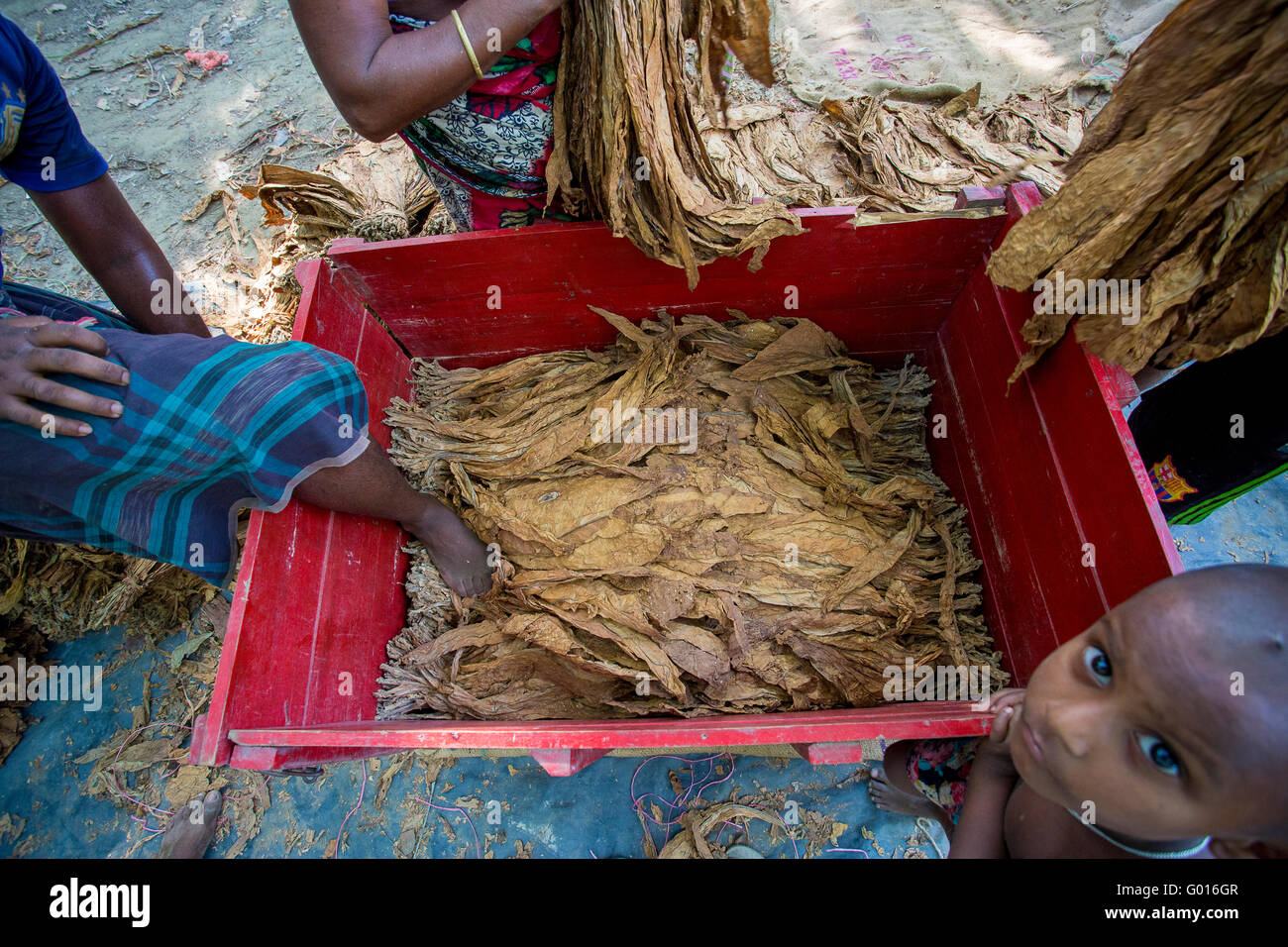 Große Mengen an trockenen Tabaken, die Verladung auf ein Feld in einem tragenden LKW in außerhalb von Dhaka, Manikganj, Bangladesch. Stockfoto