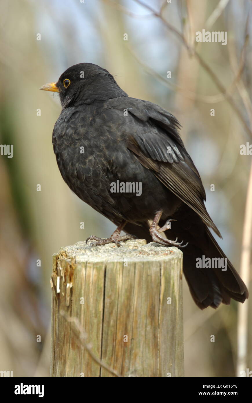 Amsel Stockfoto