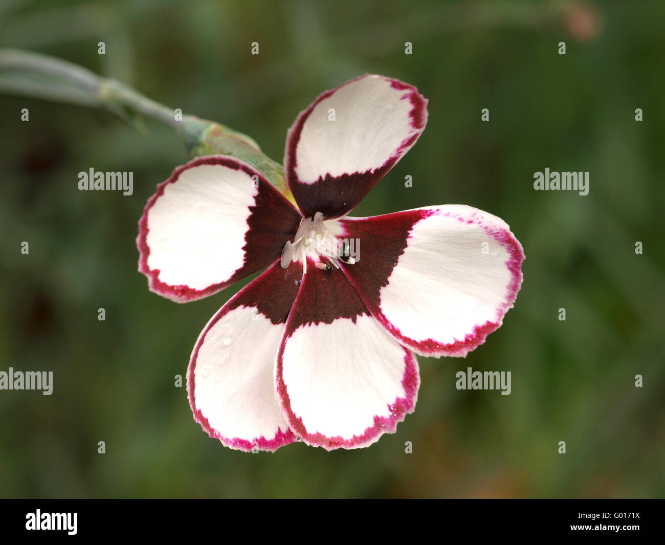Dianthus Plumarius Elizabethan Pink Stockfoto