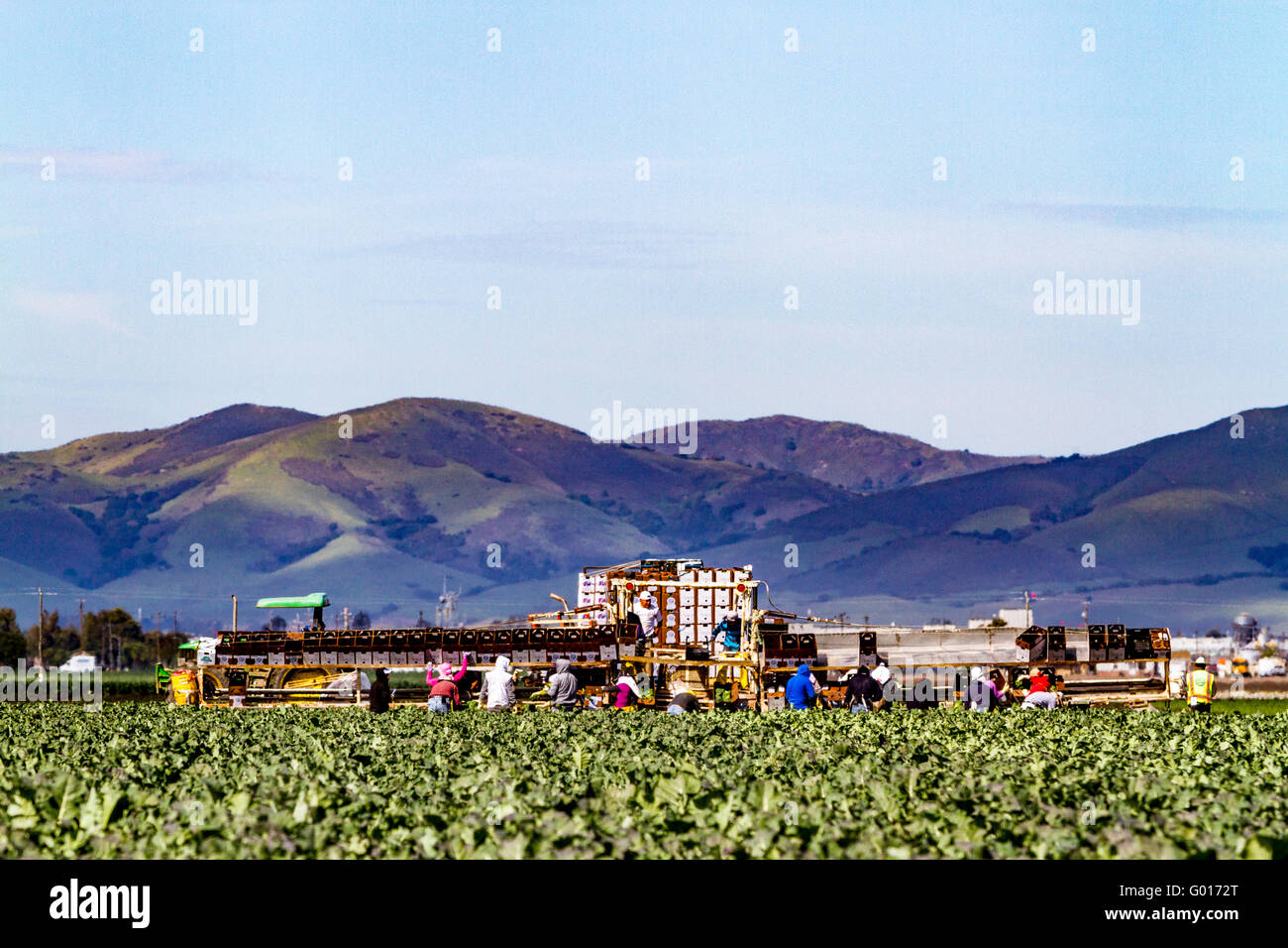 Landarbeiter mit einem mechanisierten Verpackungssystem in den Bereichen in Salinas Valley von Kalifornien USA Stockfoto