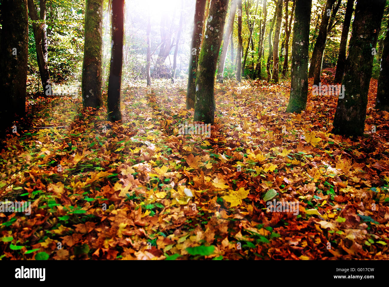 Herbst Wald Stockfoto