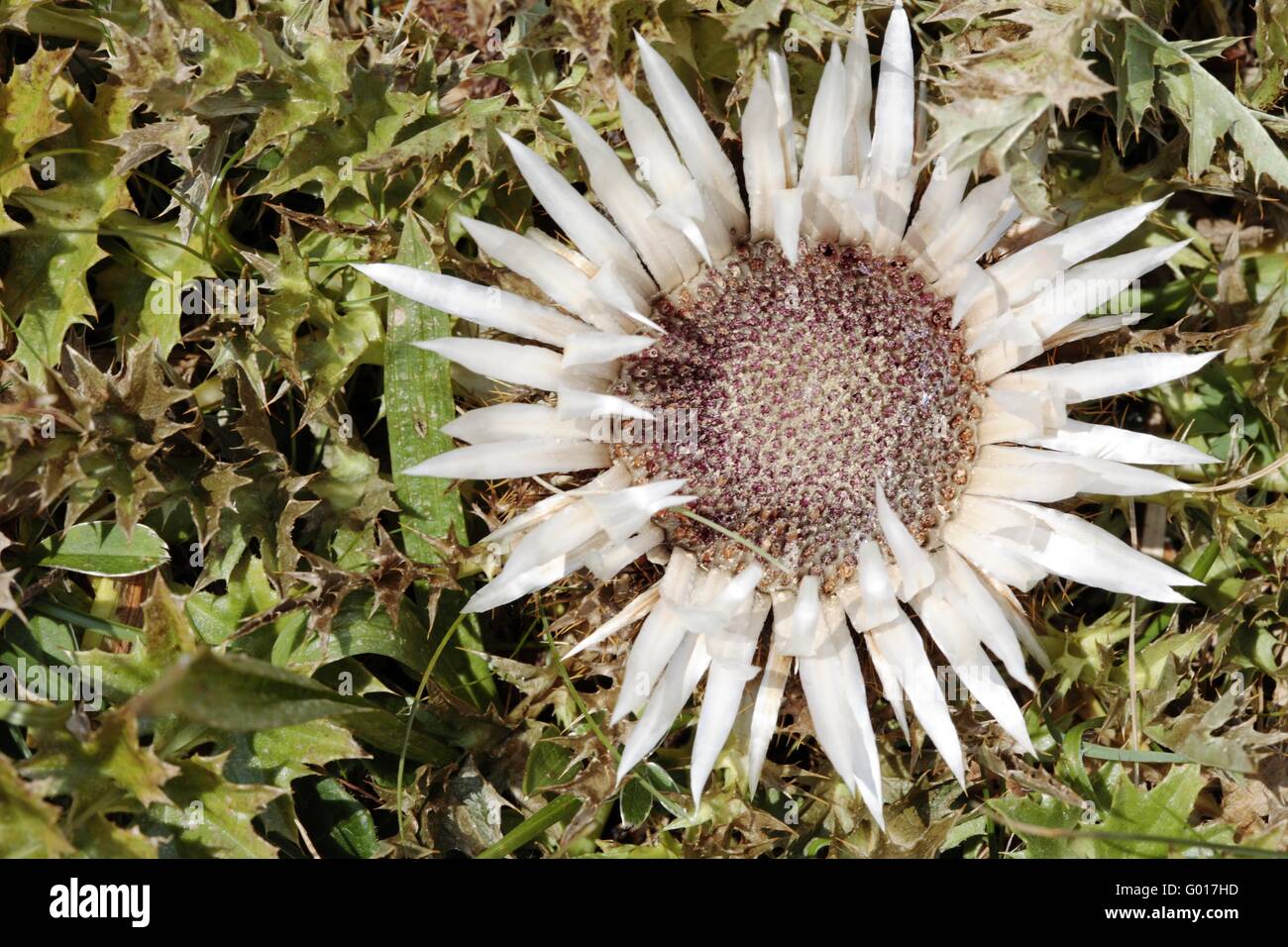 Die Blüte einer stammlose Carline Distel im Herbst Stockfoto