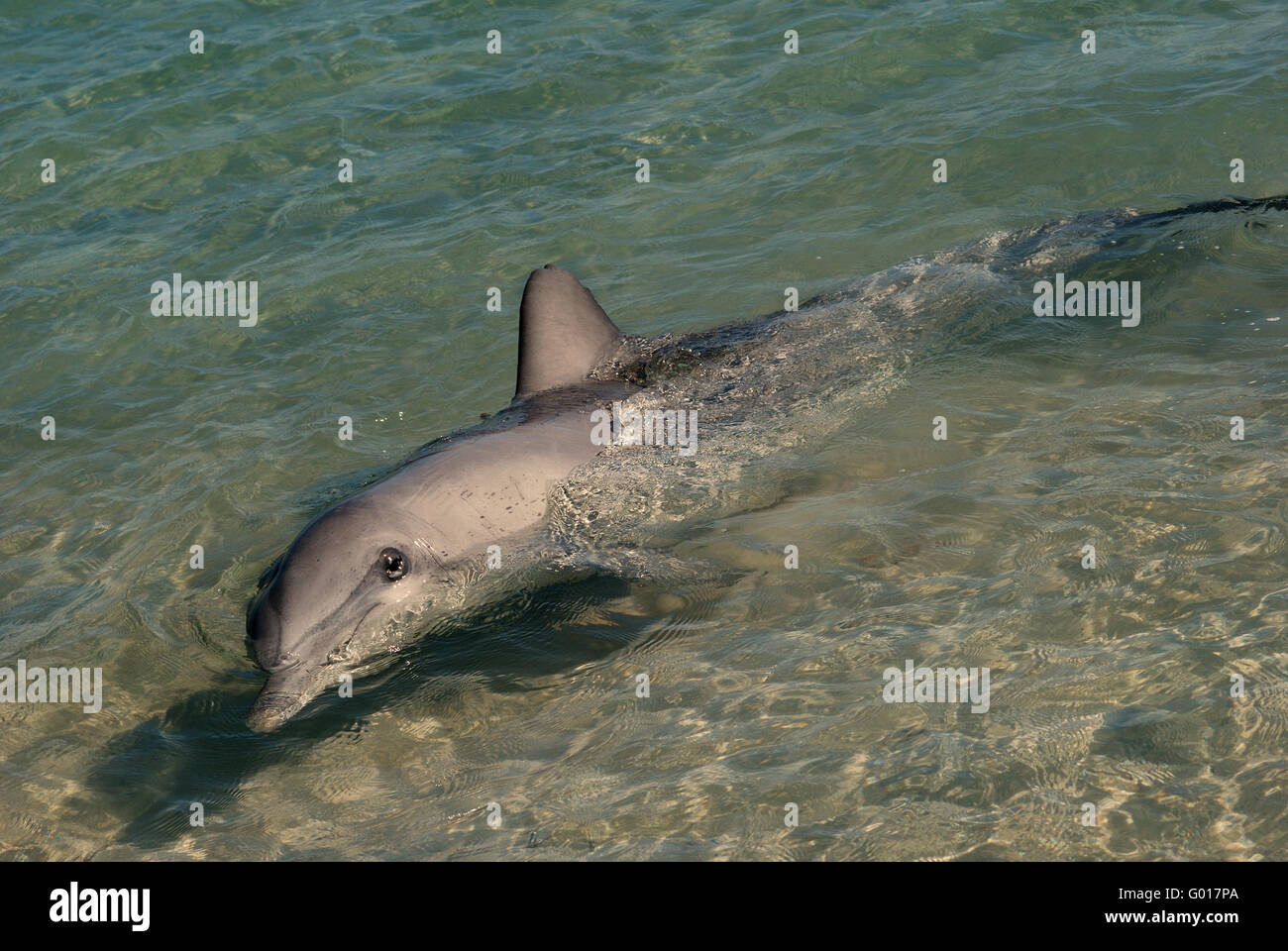 Neugieriger delphin Fotos und Bildmaterial in hoher Auflösung Alamy