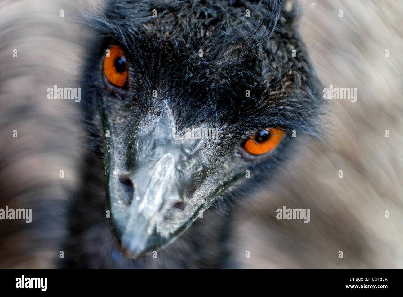 Leiter der australischen Emu (Dromaius Novaehollandiae) mit orangefarbenen Augen verschieben Stockfoto