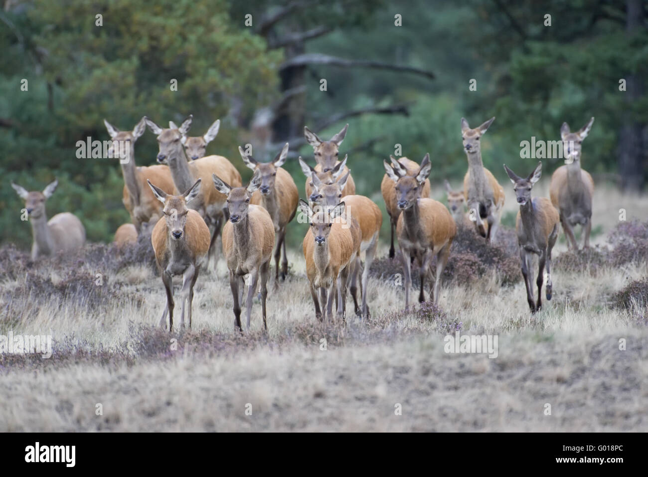 Rothirsche rudel -Fotos und -Bildmaterial in hoher Auflösung – Alamy