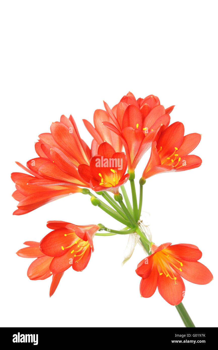 Rote Amaryllis auf weiß. Stockfoto
