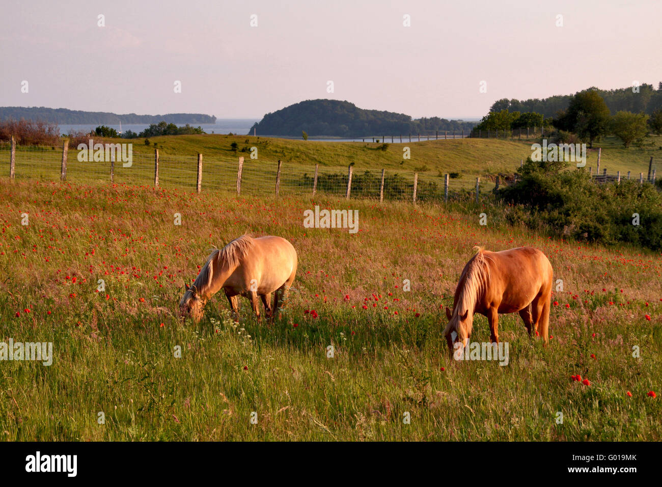 Pferde grasen auf der Insel Rügen Stockfoto