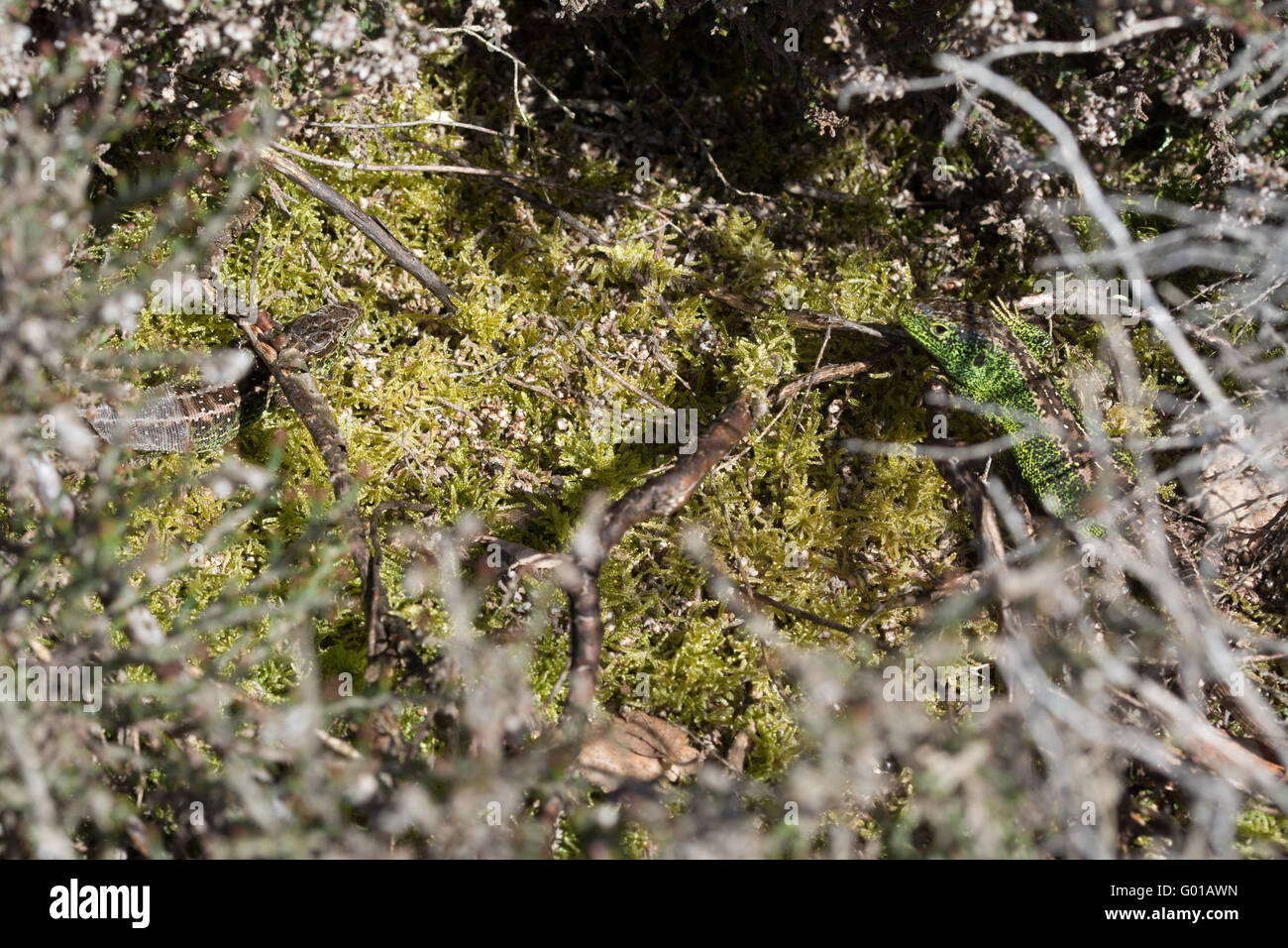 Zwei männliche Zauneidechsen (Lacerta Agilis) posieren mit Zucht Farben hellgrün und Ablösung der Haut Stockfoto