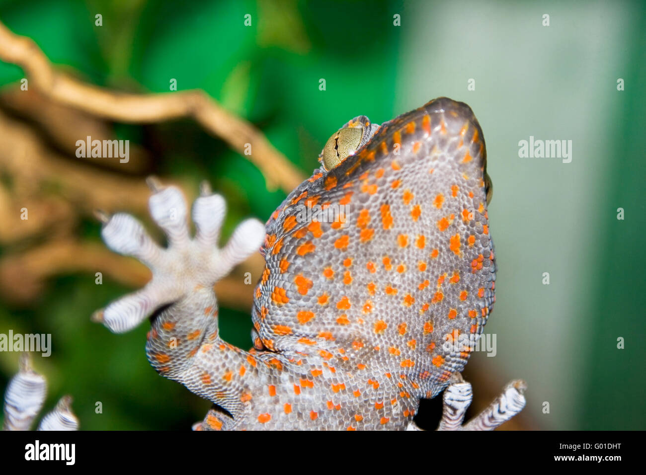 Eidechse auf einem grünen Hintergrund (flachen DOF am Auge) Stockfoto