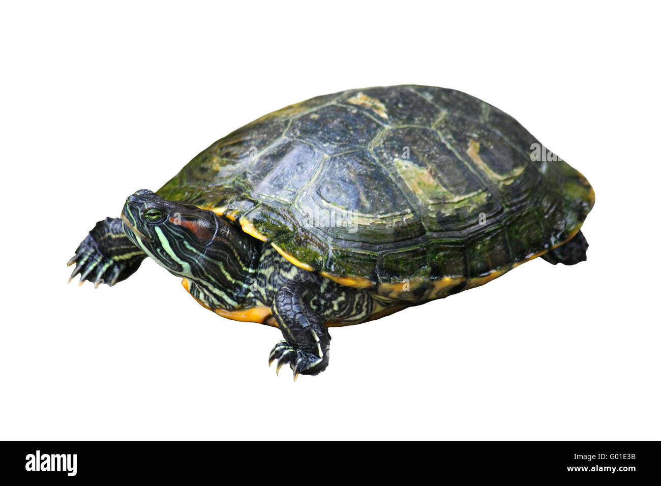 Gemalte Schildkröte Stockfoto