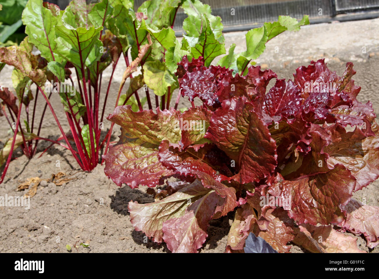 Anbau von Lollo Rosso Salat und Rüben in den Betten Stockfoto