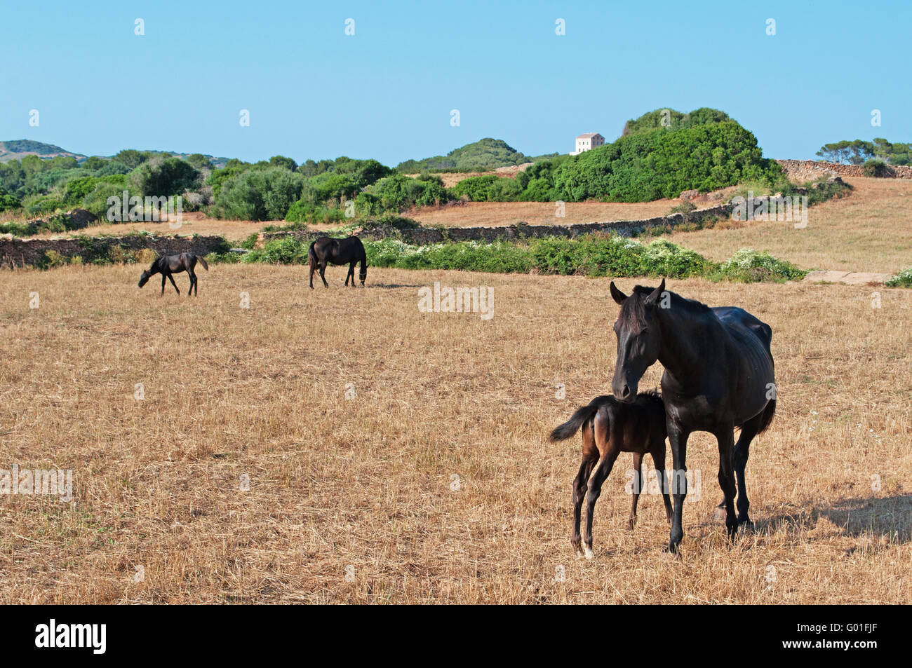 Menorca, Balearen, Spanien, Europa: Pferde grasen in der menorquinischen Landschaft Stockfoto