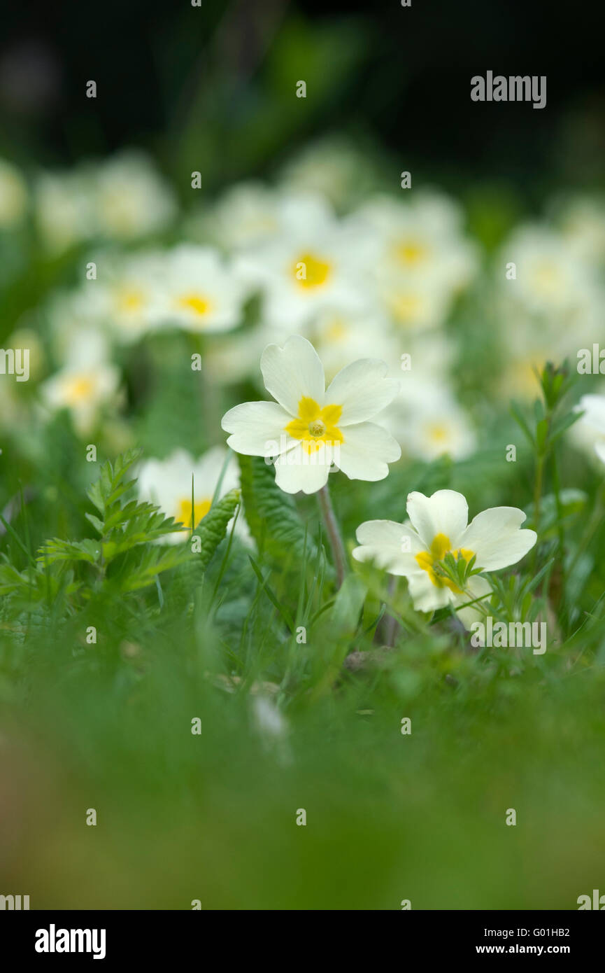 Primula Vulgaris. Wilde Blumen Primrose Stockfoto