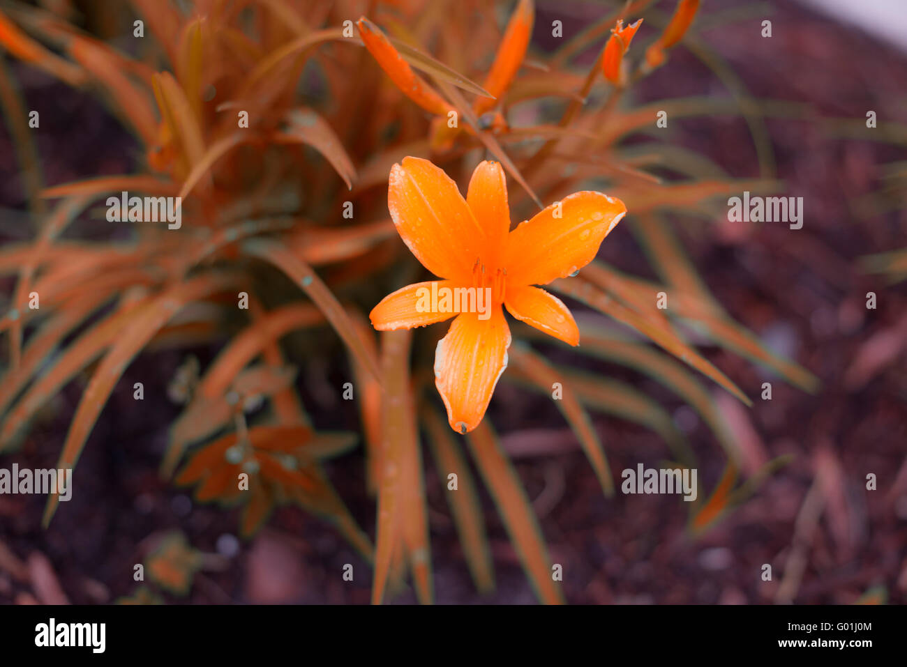 Crocosmia 'Orange Devil' Blume Stockfoto