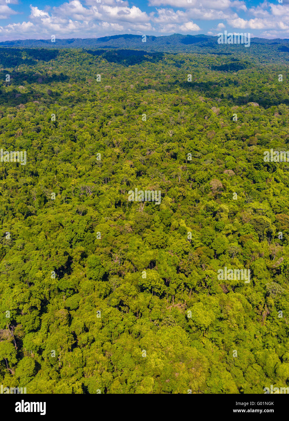 CORCOVADO Nationalpark, COSTA RICA - Luftaufnahmen von Regenwald Baumkronen, Halbinsel Osa. Stockfoto