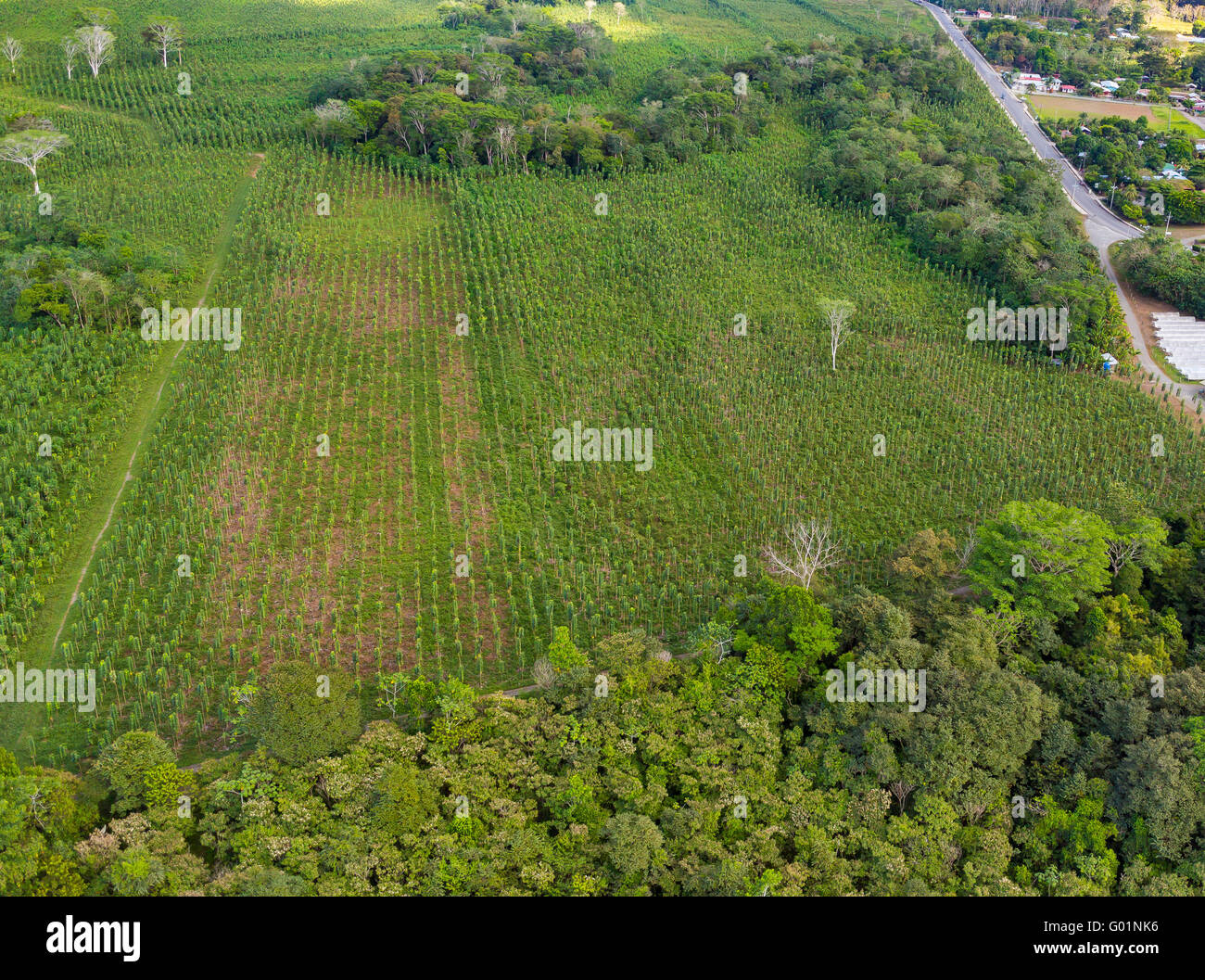 PUERTO JIMENEZ, COSTA RICA - Aerial Teak Plantage auf der Halbinsel Osa. Tectona grandis Stockfoto