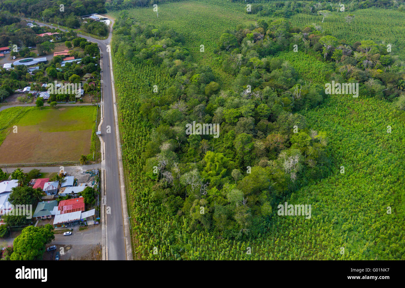 PUERTO JIMENEZ, COSTA RICA - Aerial Teak Plantage auf der Halbinsel Osa und Straße und Gebäude. Stockfoto