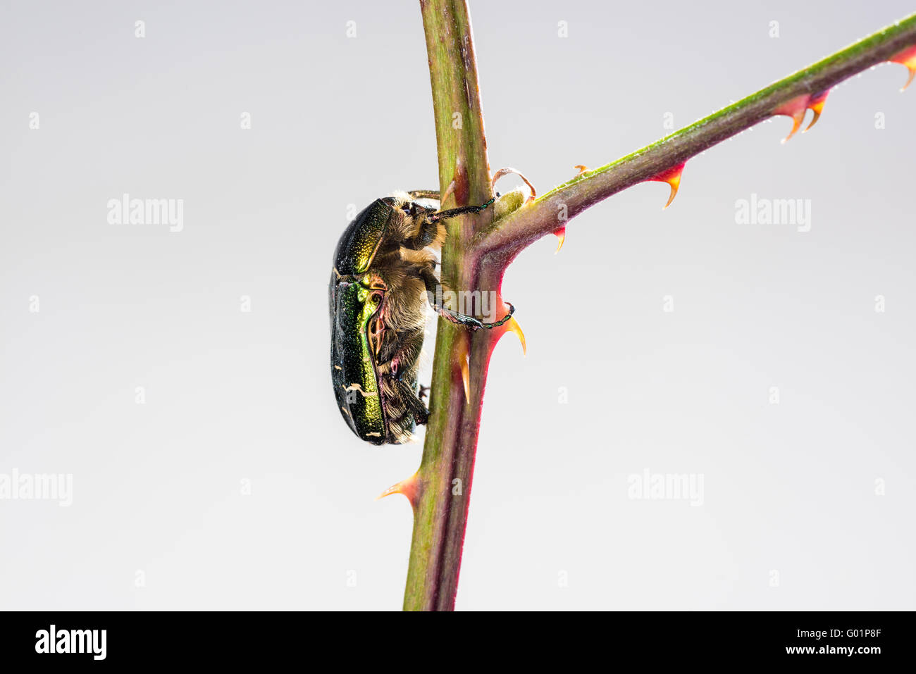 Rose Chafer, Cetoniinae, Cetonia Aurata, Rose Chafer, grüne Rose Chafer, metallischen Körper strukturell, Farbe, grün gefärbt; Necta Stockfoto