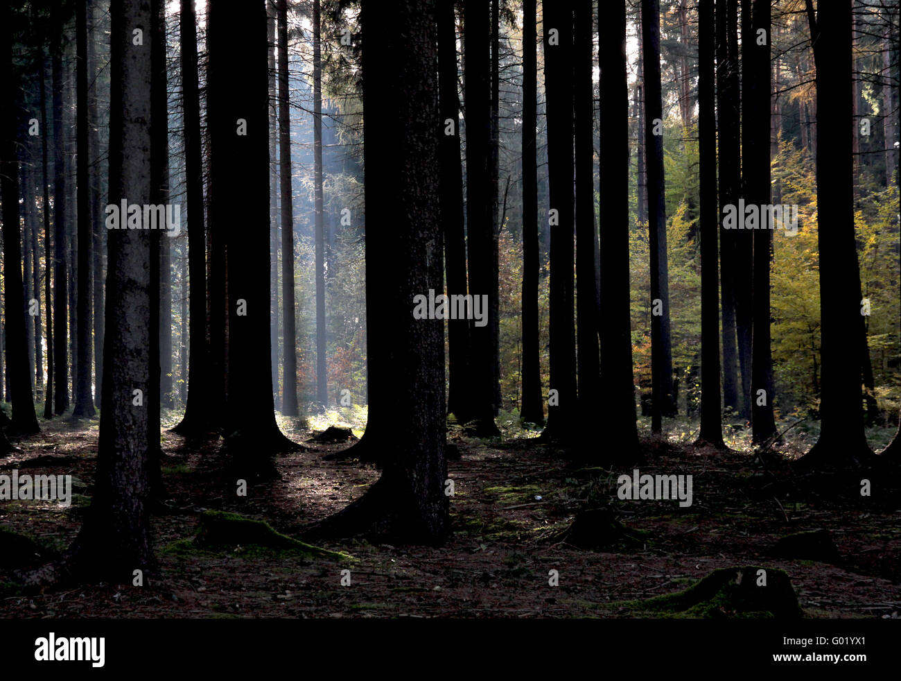 Wald-Licht Stockfoto
