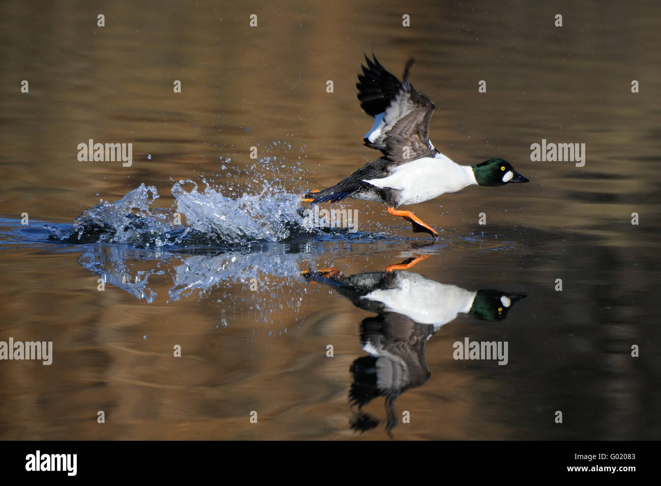 Männliche Schellenten (Bucephala Clangula) laufen reflektiert in Teich-Wasser-Oberfläche. Moscow Region, Russland Stockfoto