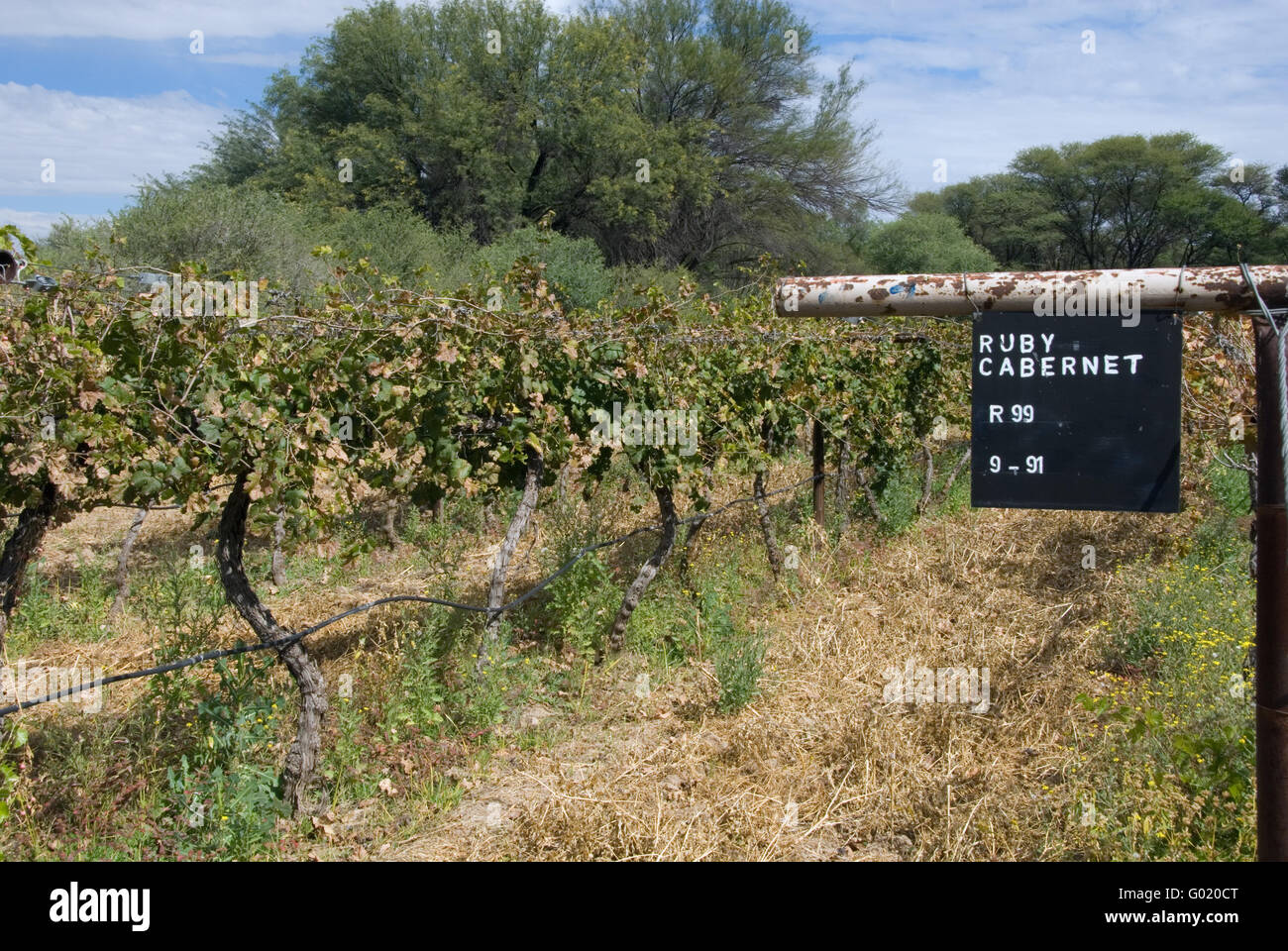 Wein Stockfoto