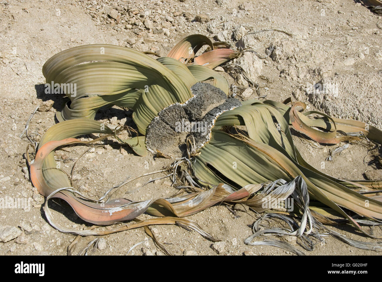 Welwitschia Stockfoto