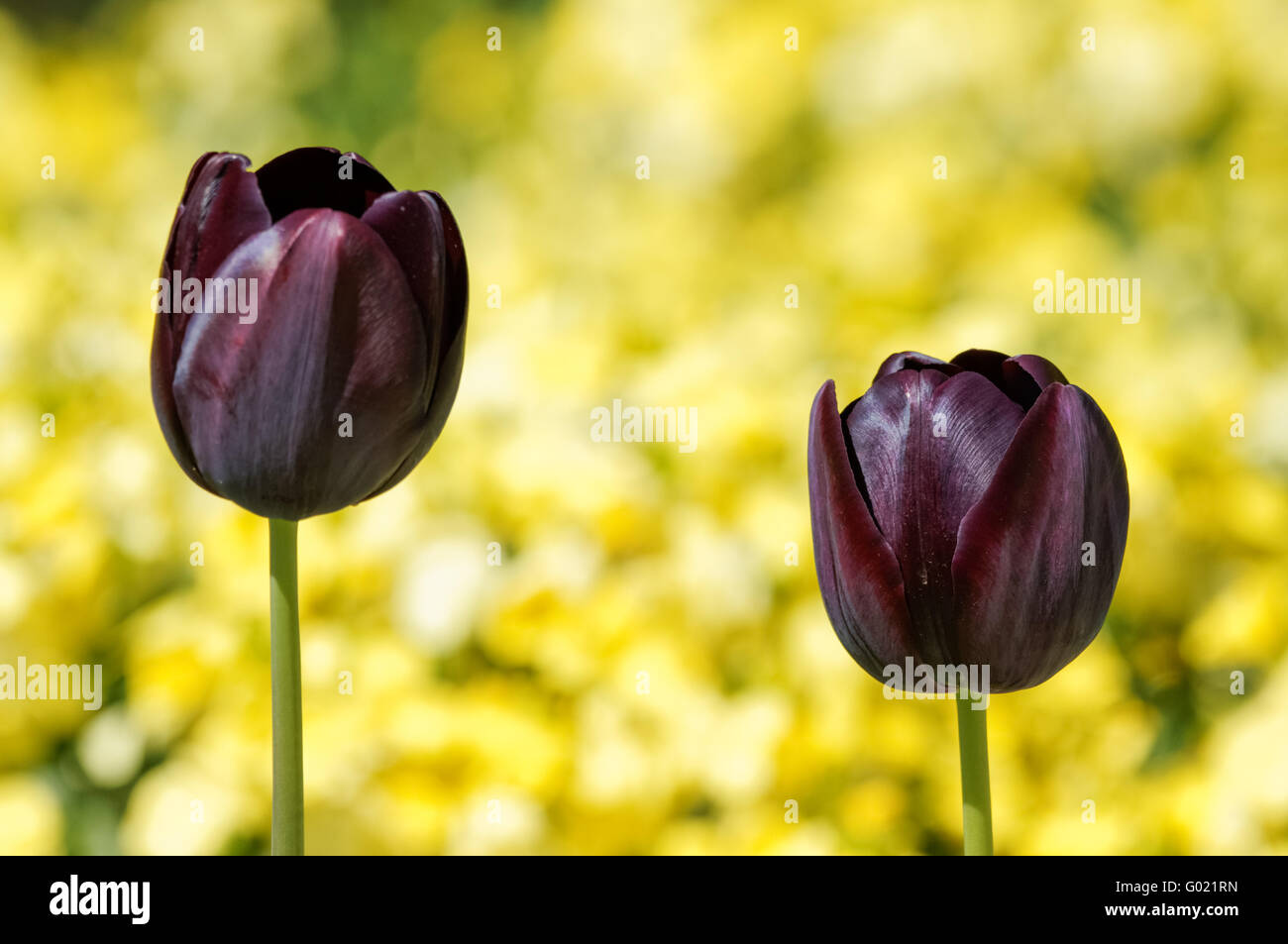 Dunkel violett-schwarz, Königin der Nacht, Tulpen Stockfoto