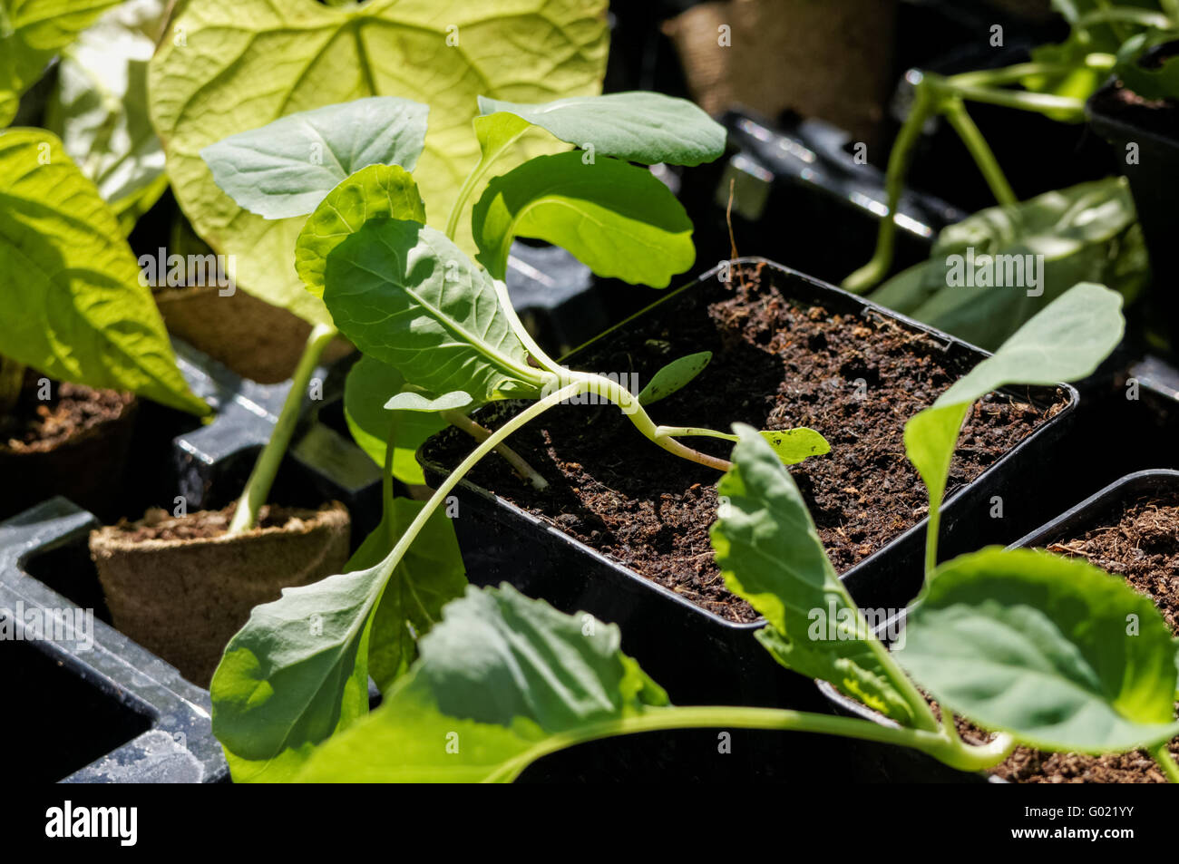 In Hülsen gepflanzte Bohnensämlinge Stockfoto