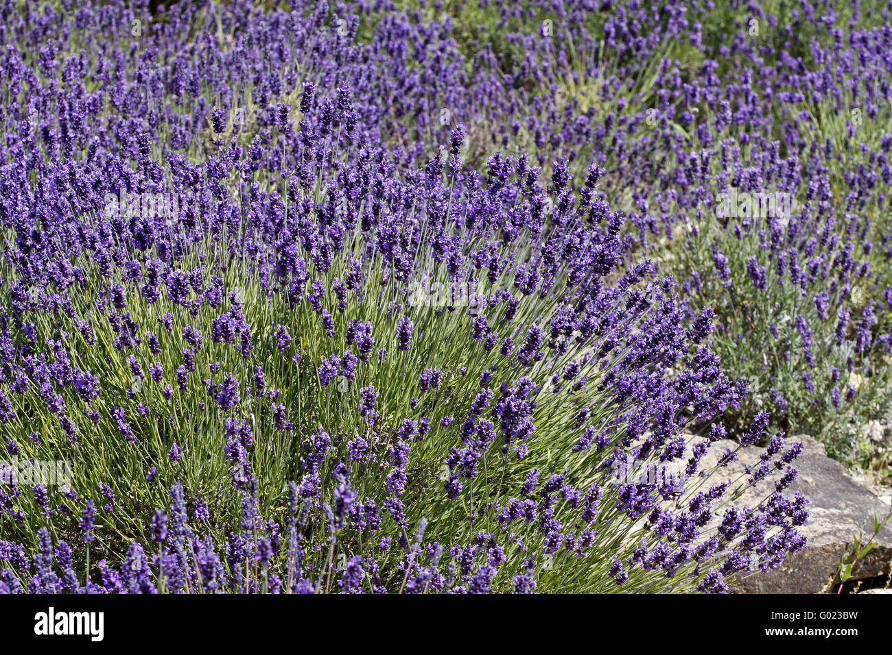 Gemeinsamen Lavendel, echter Lavendel, englischer Lavendel) Stockfoto