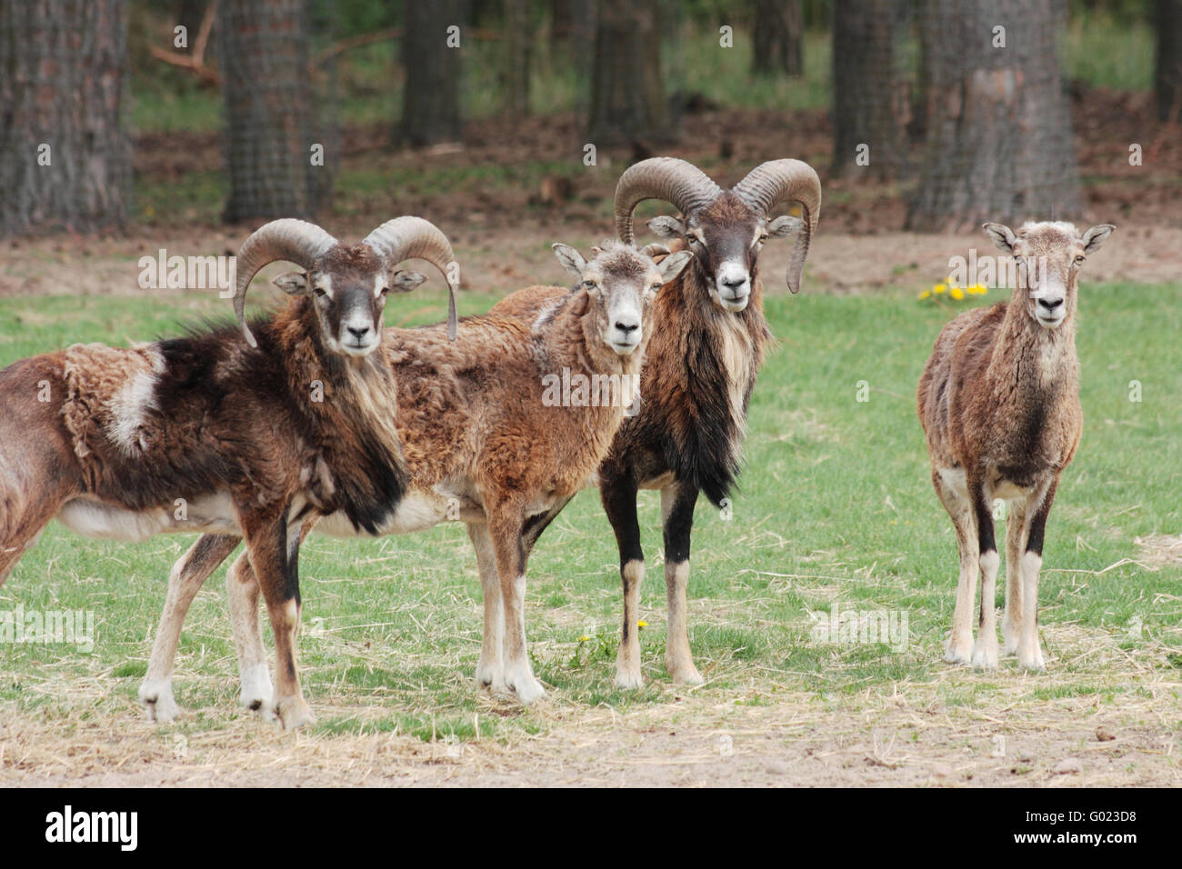 Wilde Schafe, kleine Gruppe Stockfoto