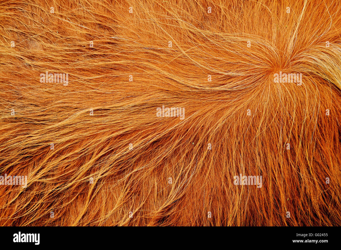 Detail-Ansicht auf eine Haut mit roten Haaren Stockfoto