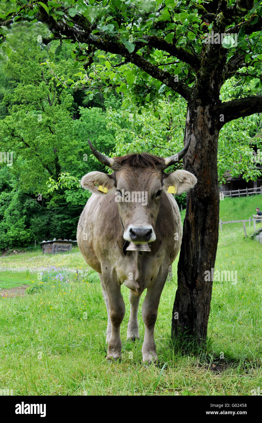 Schweizer Kuh mit Glocke unter einem Baum Stockfoto