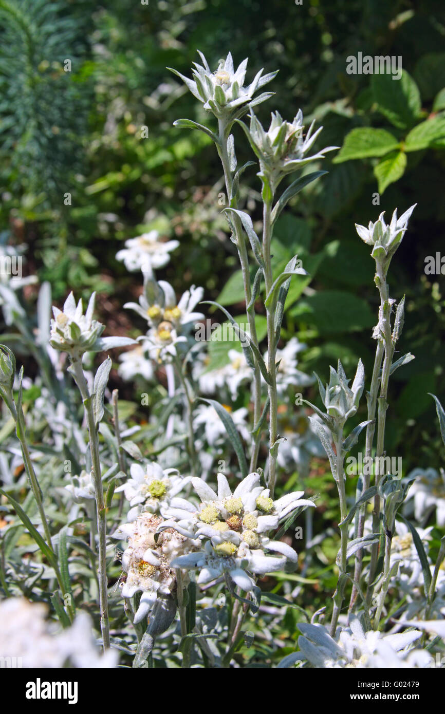 Seltene Alpenblumen - Edelweiß oder Leontopodium Alpinum Stockfoto