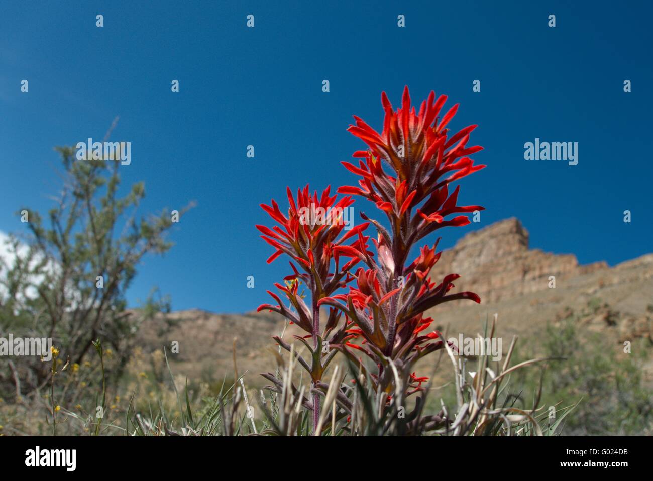 Indian Paintbrush (auch bekannt als Prärie-Feuer) in Colorados Buch Klippen. Stockfoto