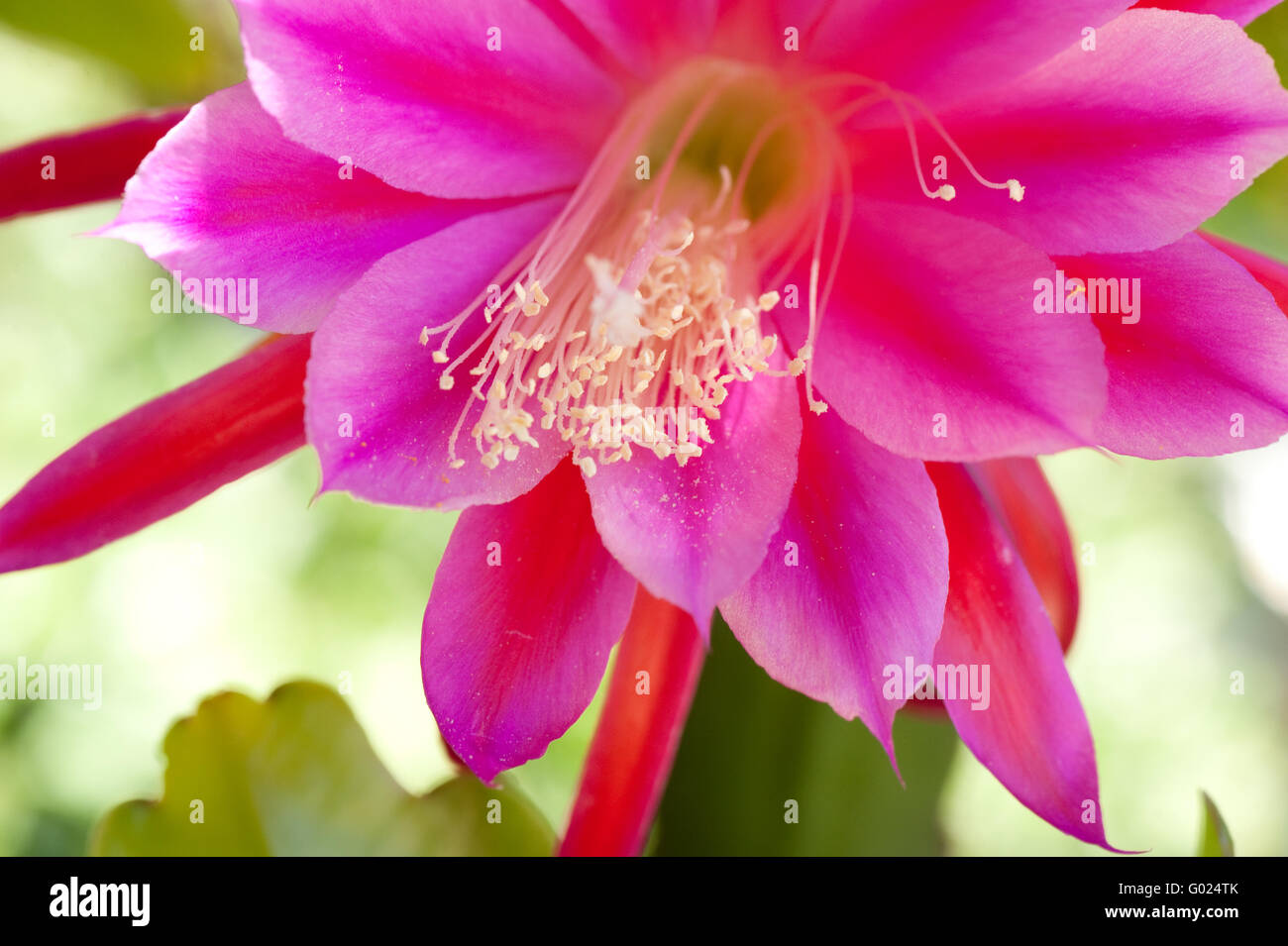 awesome Königin der Nacht in voller Blüte im Laufe des Tages Stockfoto