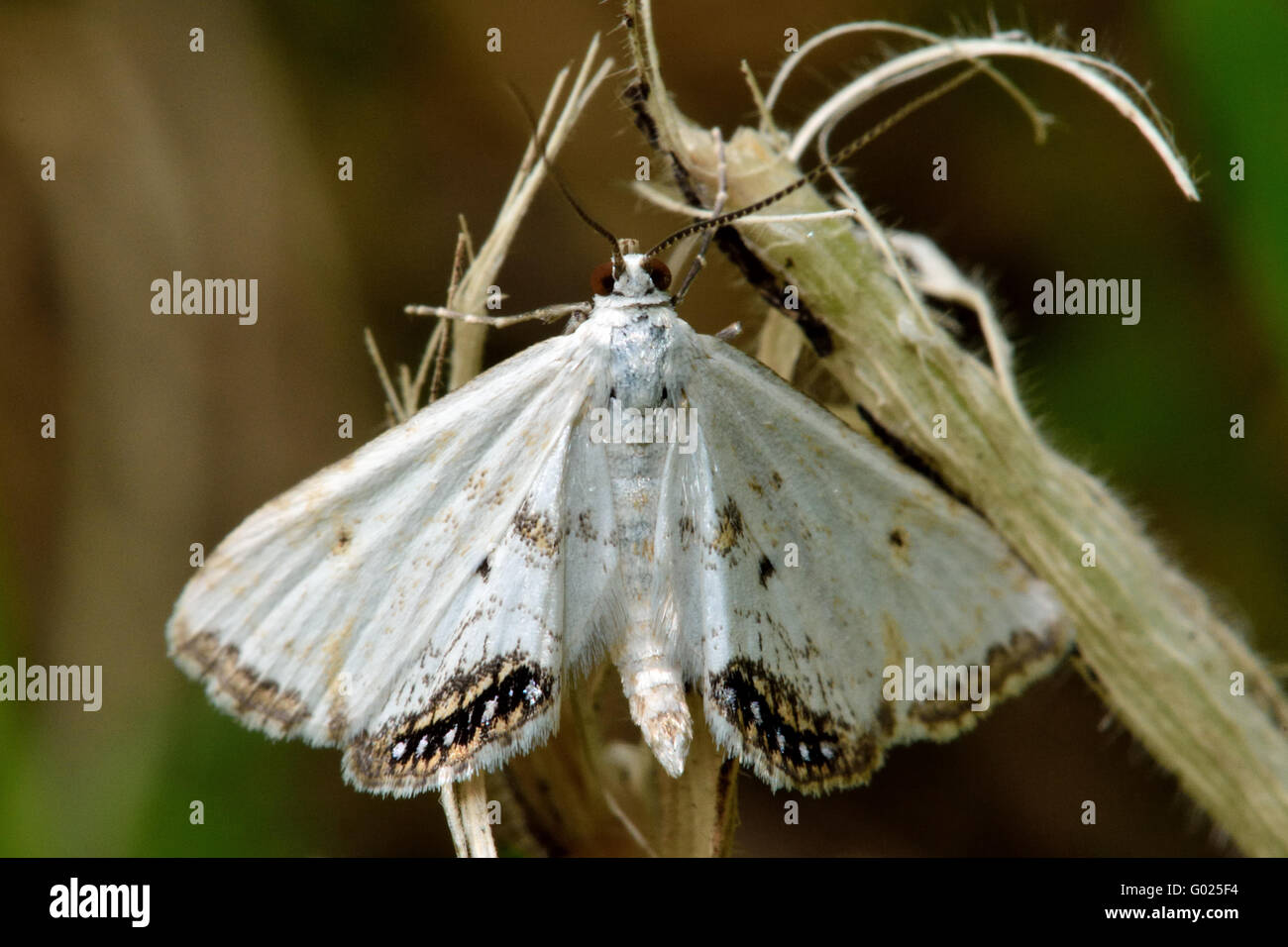 Small White Moth Stockfotos und bilder Kaufen Alamy