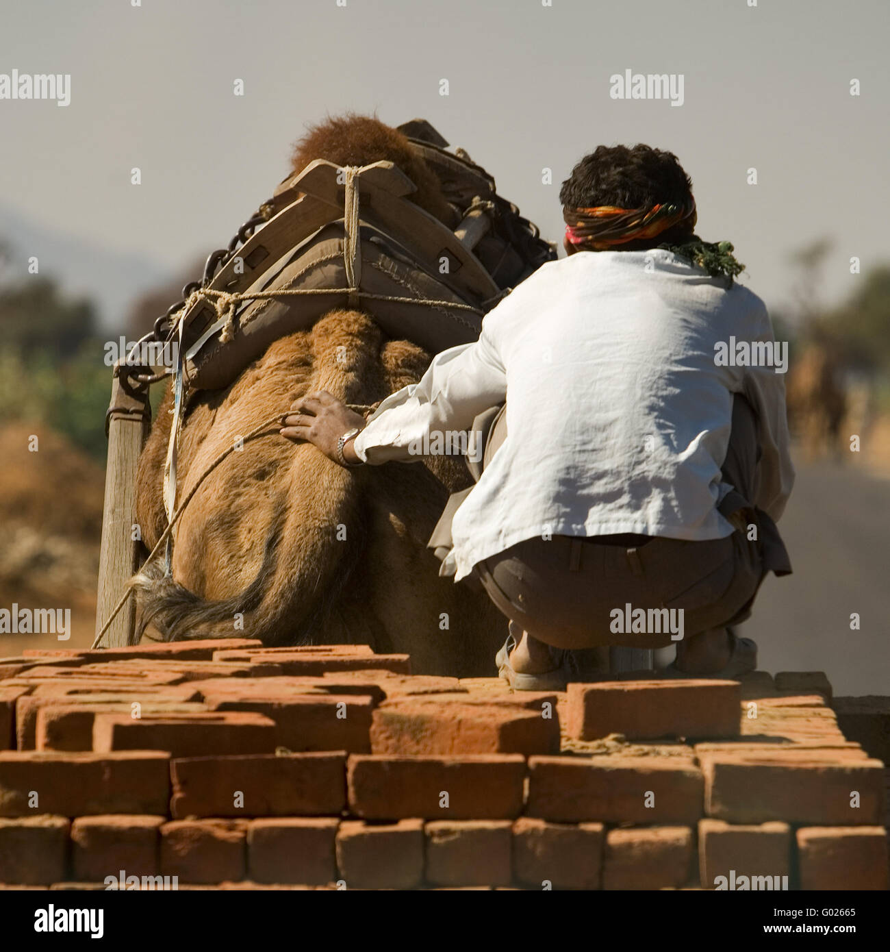 Kamel mit Anhänger auf einer Straße, Nord-Indien, Indien, Asien Stockfoto