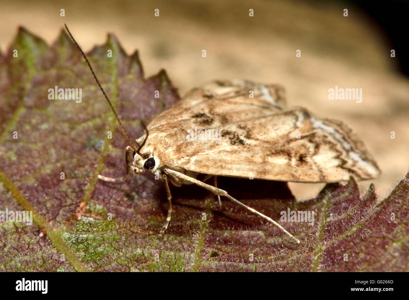 Kleiner China-Mark (Cataclysta Lemnata) Mikro Nachtfalter braun Form. Kleines Insekt in der Familie Crambidae, bekannt als die Grass-Motten Stockfoto