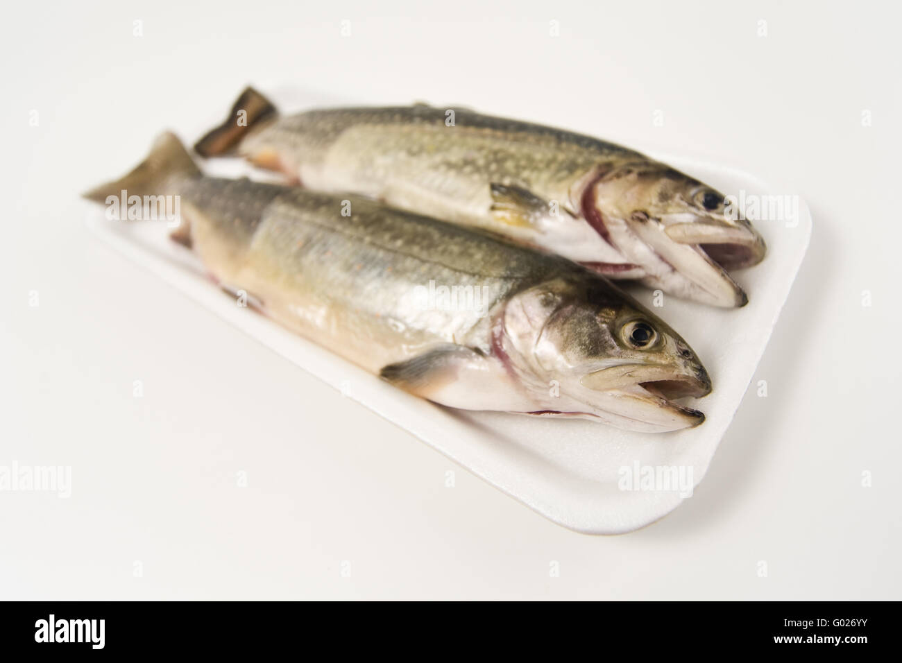 Seesaibling bereit, Kochen in einer Styropor-Verpackung Stockfoto