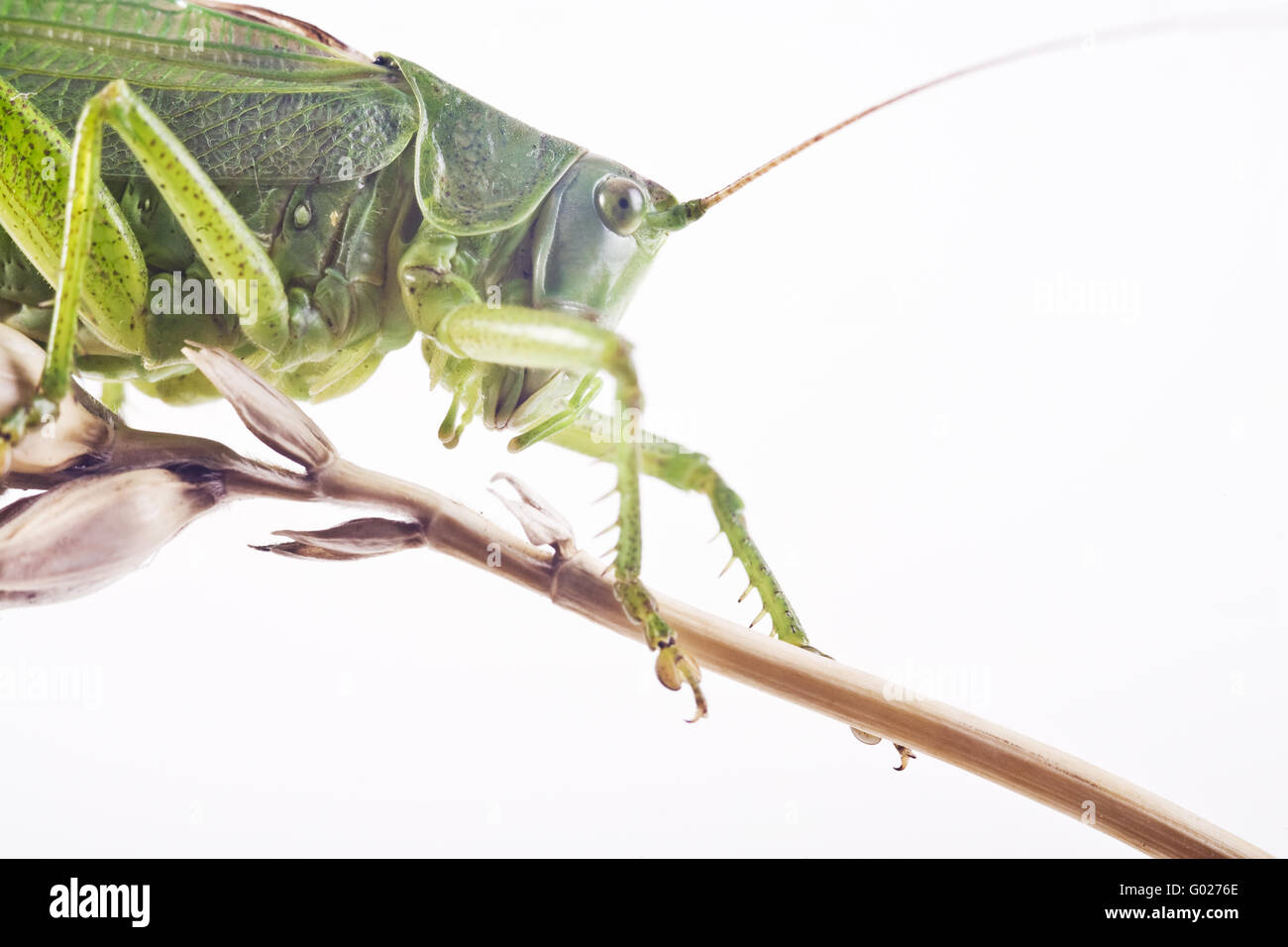 große grüne Bush Cricket (Tettigonia Viridissima) Stockfoto