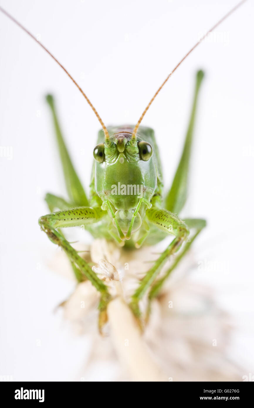 große grüne Bush Cricket (Tettigonia Viridissima) Stockfoto