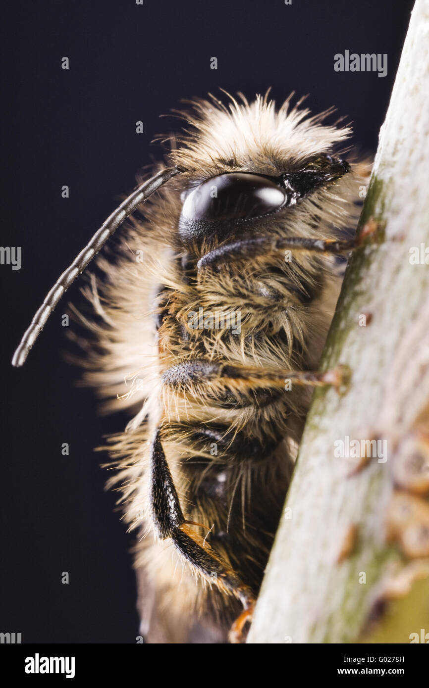 Mauerbiene - Mauerbienen (Osmia) Stockfoto