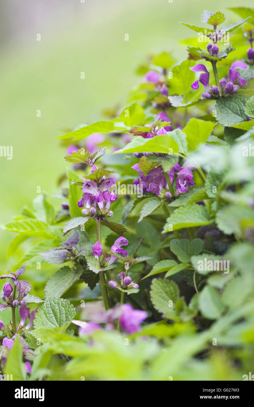 Gefleckte Toten Nessel (Lamium Maculatum) Stockfoto