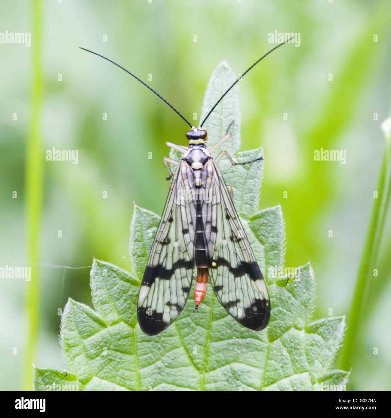 Scorpion fliegt (Panorpa Communis) Stockfoto