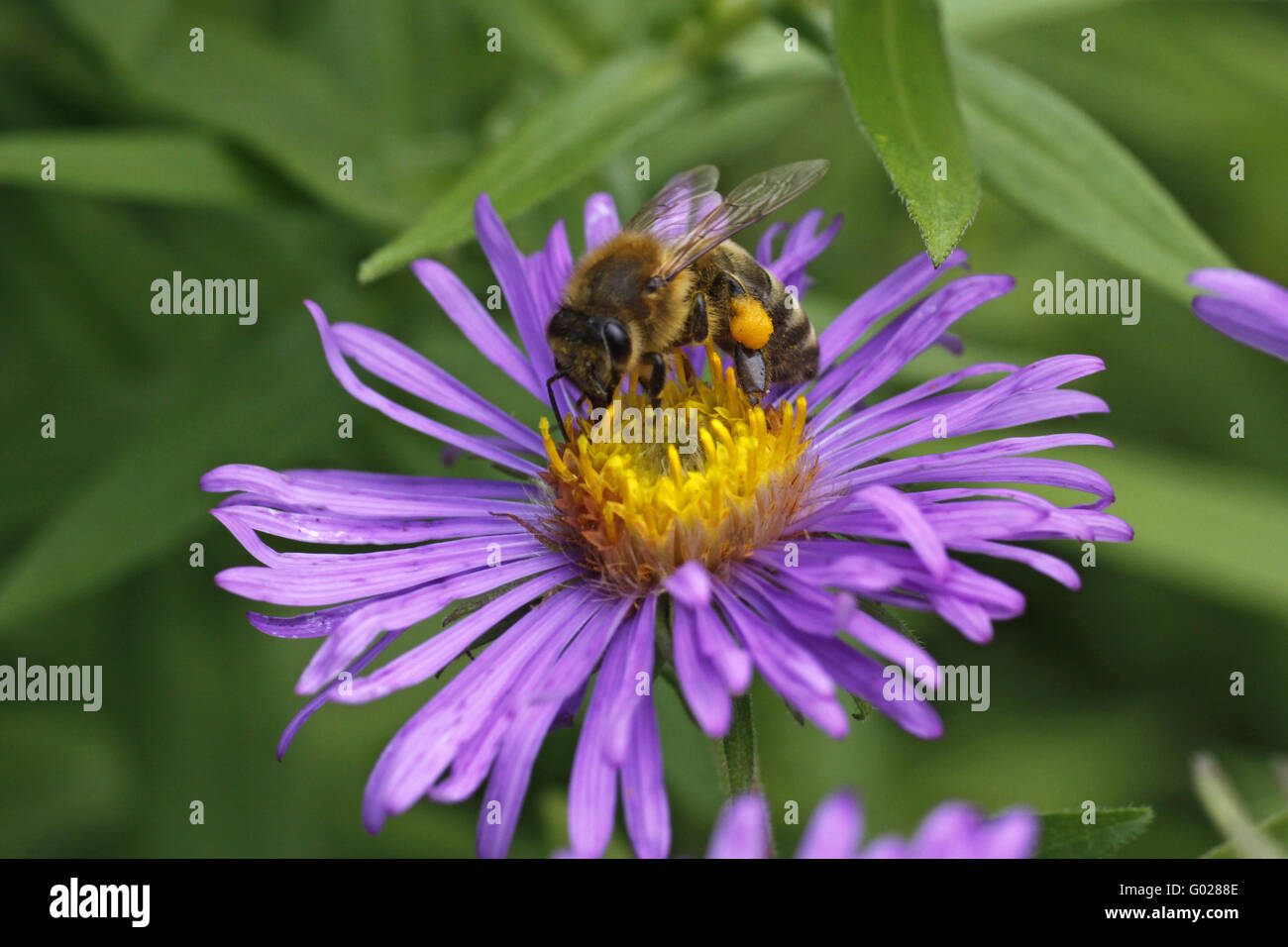 Honigbiene (Apis Mellifica) auf grobe Blatt Aster Stockfoto